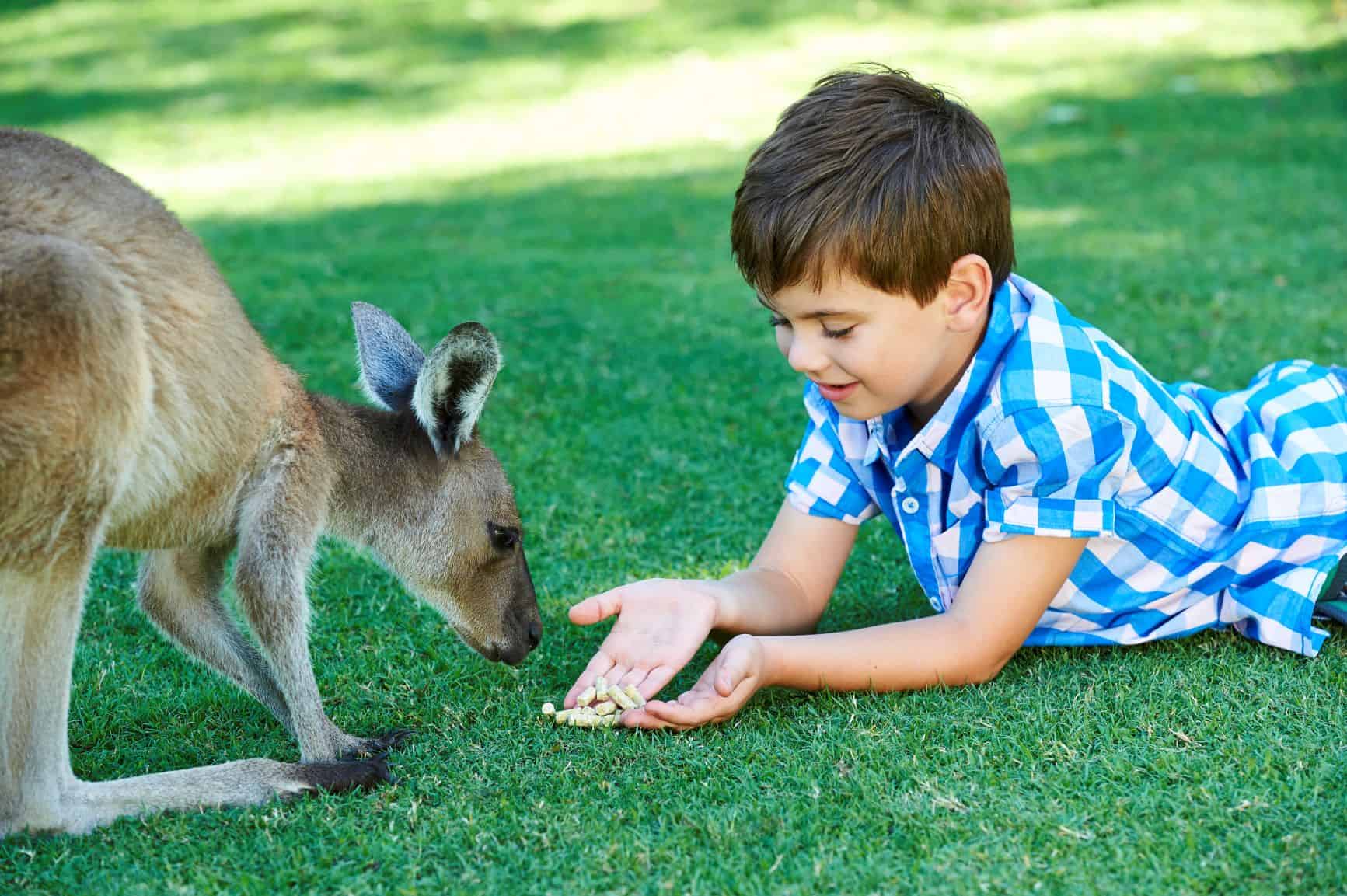 kangaroo kangaroo