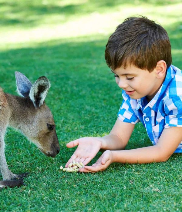 kangaroo